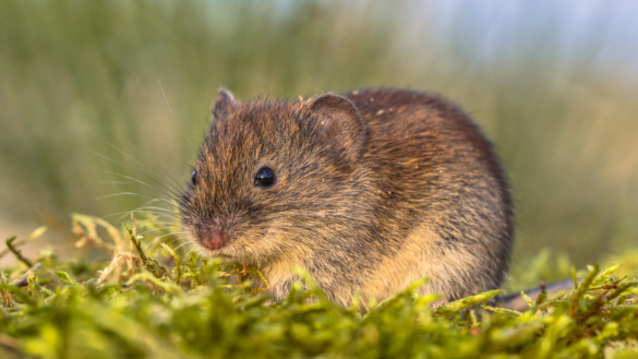 Sorkfeber –  så undviker du att smittas